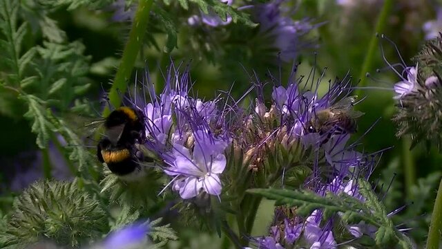 Close up of a Bee and a bumblebee collecting nectar on blue tansy, also known as Phacelia tanacetifolia, lacy phacelia, purple tansy or Rainfarn Phazelie