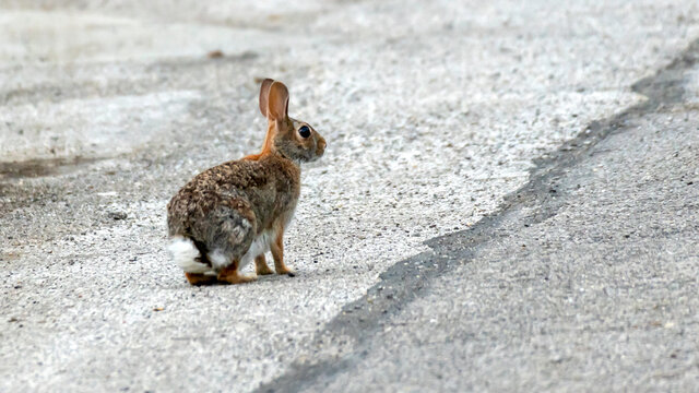 Bunny Rabbit on Payement