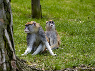 A pair of Patas Monkey, Erythrocebus patas, sitting on a green lawn and watching the surroundings