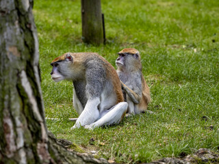 A pair of Patas Monkey, Erythrocebus patas, sitting on a green lawn and watching the surroundings