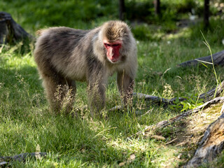 Naklejka na ściany i meble Japanese Macaque, Macaca fuscata, looking for food in the grass