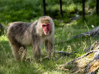 Japanese Macaque, Macaca fuscata, looking for food in the grass