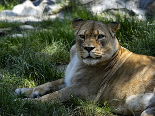 A female Barbary Lion, Panthera leo leo, lies on a green lawn and observes the surroundings