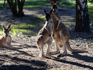 A red kangaroo, Macropus rufus, stands and observes the surroundings © vladislav333222
