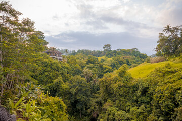 Fototapeta na wymiar Balinese jungle near Ubud