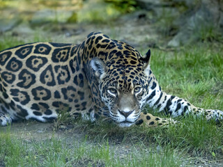 The jaguar, Panthera onca, walks across the green lawn and observes the surroundings