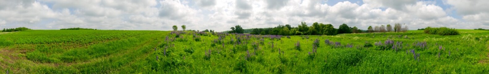 Fototapeta premium Panorama of green plants in potato crop in agriculture