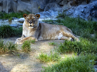 A female Barbara Lion, Panthera leo leo, lies on a green lawn and observes the surroundings