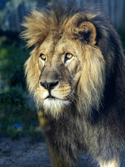 Portrait of a beautiful big male Barbary the Lion, Panthera leo leo