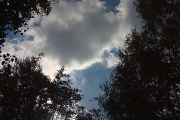 bottom view of the cloud above the trees