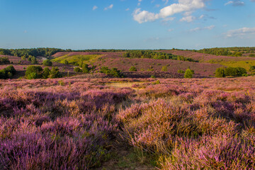 Blooming purple heather fields in National Park Veluwezoom, Posbank.