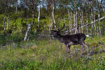 Naklejka premium Reindeers in natural environment, Trondheim region, Northern Norway