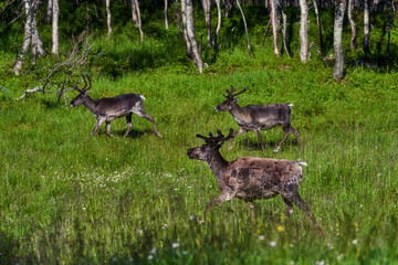 Reindeers in natural environment, Trondheim region, Northern Norway