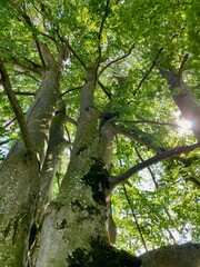 Baum von unten