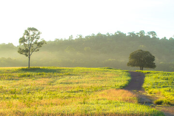 tree in the field