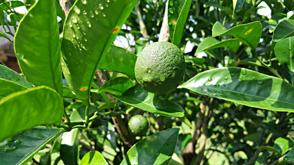 한국 제주도 대표 과일은 귤, 청귤