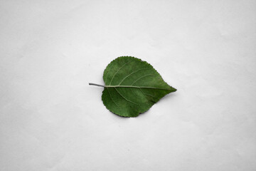 Plant leaves  with white background