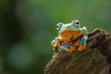 green flying tree frog on tree