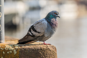 Gray pigeon on a concrete base on the river bank. Bird with brown and gray feathers in spring in sunshine. Brown concrete base overgrown with moss