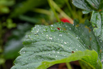 rain drops on a red leaf