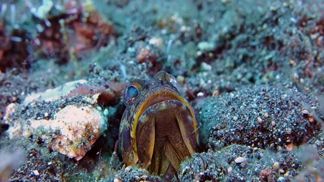 Variable jawfish filmed in Bali. This fish crawls out of its hole very high and twists its head with a big open mouth. This fish is shy and cautious. It is difficult to get close to her.