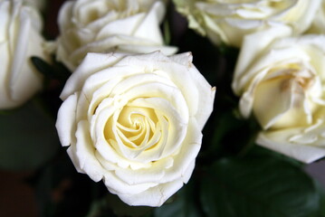 bouquet of white blooming roses close up