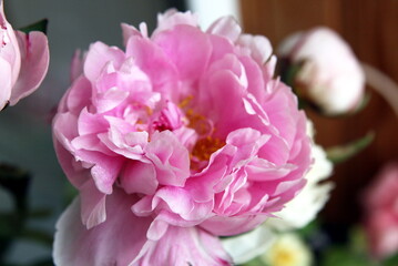 blooming pink peony close up