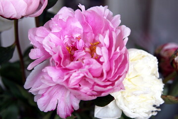 blooming pink peony close up