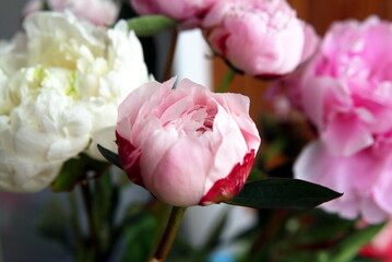 pink and white peonies close up