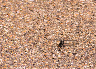 Dragon fly warming it's wings on a gravel footpath at Ferry Meadows Country Park Peterborough