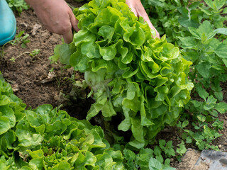 Lettuce harvest in a garden