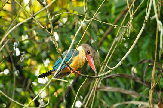 This is one of the various varieties of Kingfisher bird that can be seen in India. This one was clicked in the southern state of Kerala.