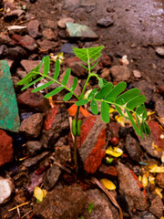 young plant growing in soil and drenched in rain