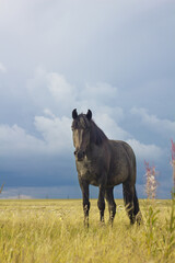 Black horse in the field.