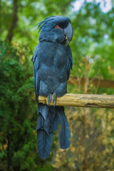 blue parrot on a green background. unusual birds, wildlife