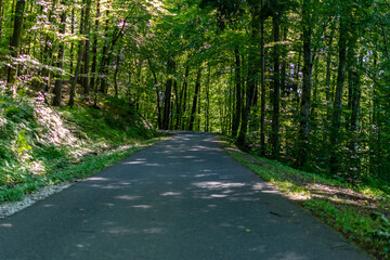 Empty road in a Silent Forest in spring with beautiful bright sun