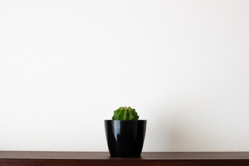 Common cactus centered on top of a wooden shelf in a black plastic vase and white wall background. Minimalist photograph with empty space for text
