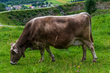 Swiss cow in the Alps