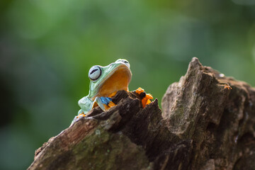 green flying tree frog on tree