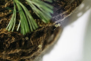 Top view angle of goldfish freshly-laid eggs on spawning mop