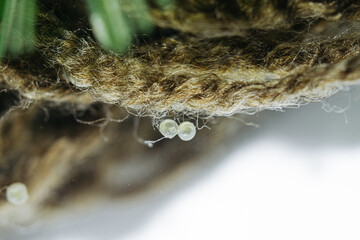 Top view angle of goldfish freshly-laid eggs on spawning mop