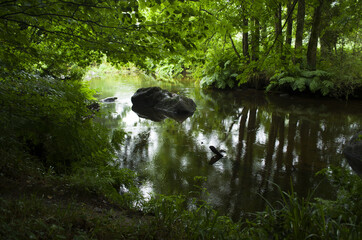 rivière et ces reflets 