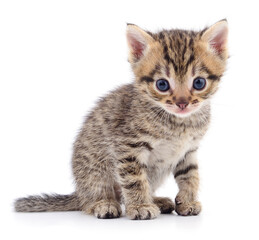Fototapeta premium Kitten on white background.
