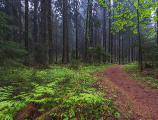 Early morning in a old spruce misty forest. The path goes into the fog between tall trees.