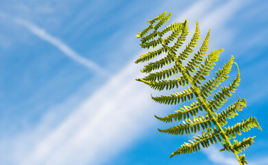 Lush green and yellow fern leaf reaching up into beautiful blue summer sky.