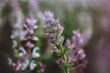 Close up of purple sage flower