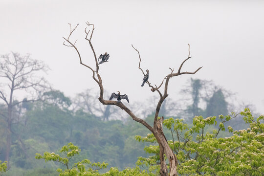 Kaziranga National Park