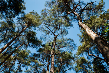 Pines against the blue sky at summer in Finland