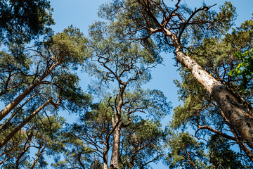 Pines against the blue sky at summer in Finland