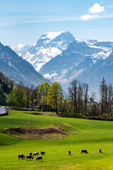 bucolic view of the swiss alps in the canton of Glarus, with Mount Todi, green pastures and cows © S J Lievano